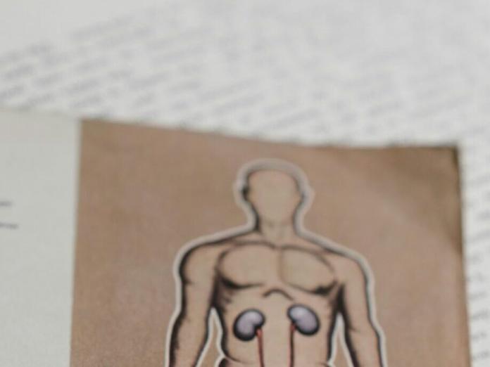 Drawing of the human body